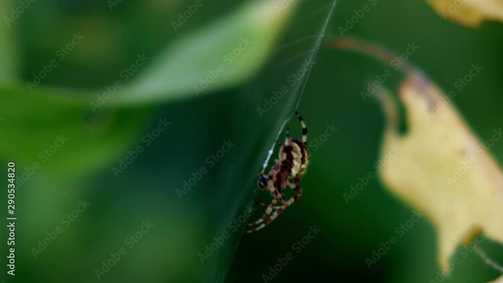 Poster an orb-weaver spider waiting for its prey on a web weaved between leaves. close-up macro shot.