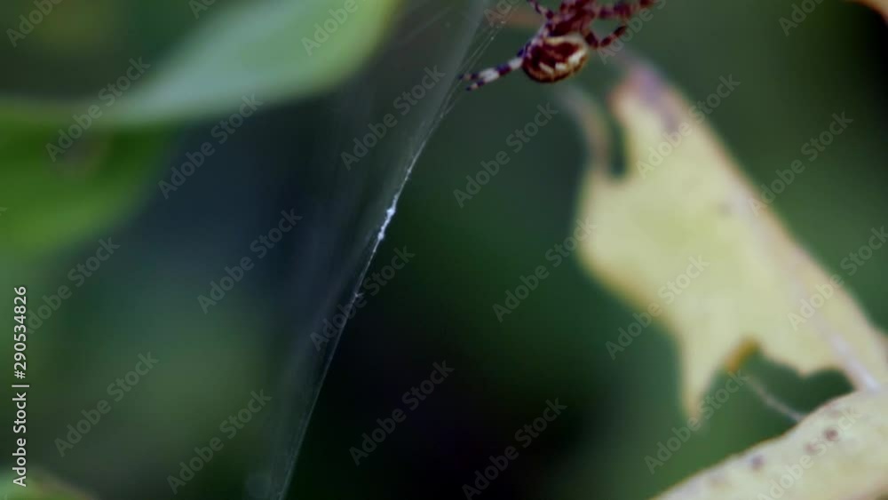 Poster an orb-weaver spider making its way up the web. close-up macro shot.