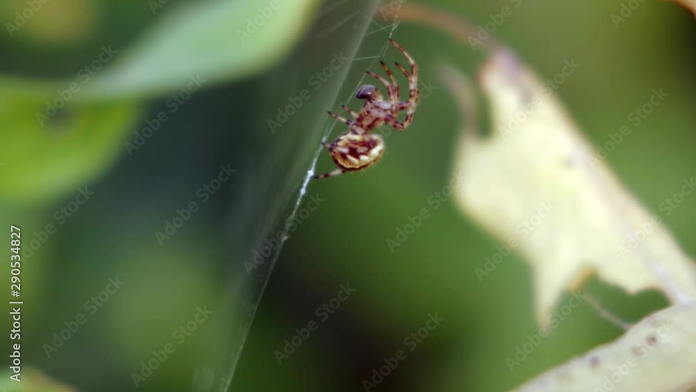 Poster an orb-weaver waiting impatiently for prey in its web. close-up macro horizontal shot.