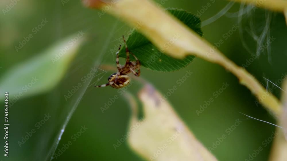 Poster an orb-weaver spider carrying a leaf while stuck to its web. close-up macro horizontal shot.