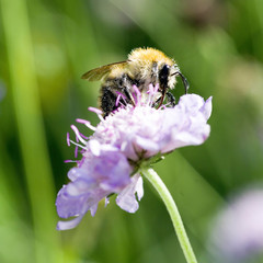Abeille en fleur