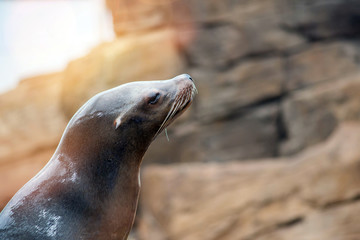 Naklejka premium Californian sea lion in close-up