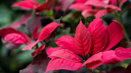 red flowers in the garden