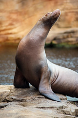 Californian sea lion in close-up