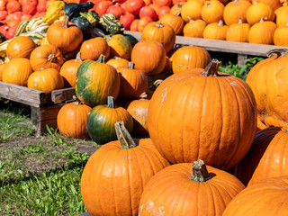 Kürbisse auf dem Wochenmarkt im Herbst