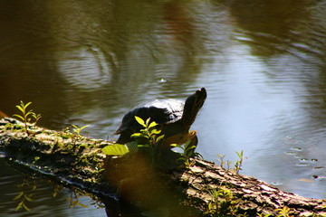 turtle in a pond