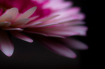 pink petals of a wonder flower