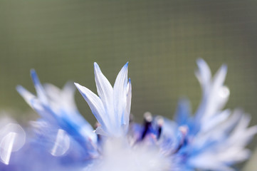 petal cornflower close-up background macro