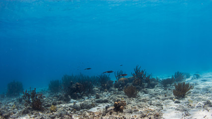 Kalmare beim Tauchen im Korallenriff in der Karibik © Heiko der Urlauber