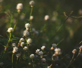 white flowers in the garden