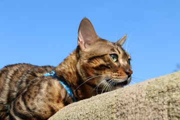 Bengal cat with a blue leash on a wooden staircase in the village fights with another cat
