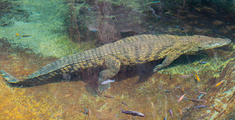 Krokodil schwimmt unter Wasser, Südafrika