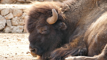 Grande bisonte americano 