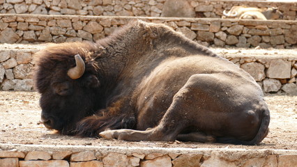 Grande bisonte americano  © Franxuc