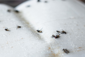 Insect of fly is being trapped and died on sticky white paper.