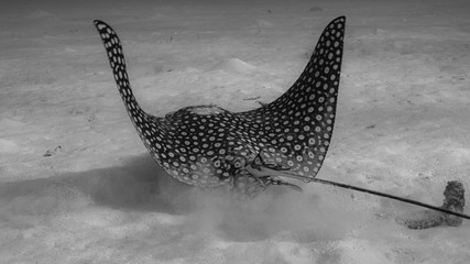 Adlerrochen s/w © Heiko Jetzkowitz