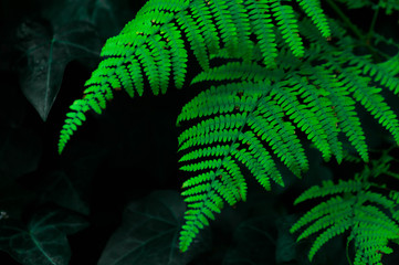 Photography of tropical leaves.