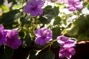 backlit pink flowers in the garden