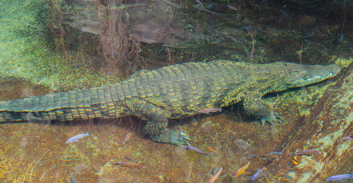 Krokodil schwimmt unter Wasser, S&uuml;dafrika