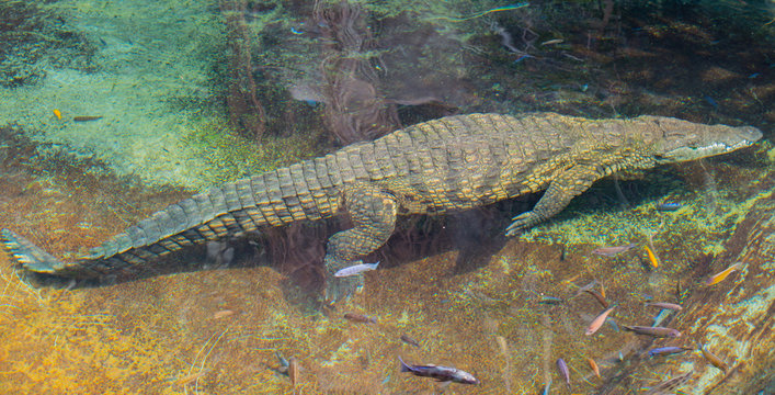 Krokodil schwimmt unter Wasser, S&uuml;dafrika