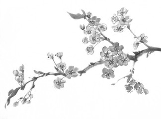 A sakura tree branch in bloom. Traditional chinese painting