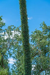 Agave Flowering Stalk in Full Bloom