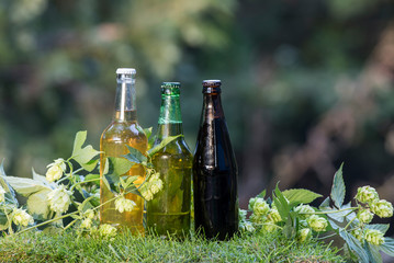 beer bottles and hops plant outdoors