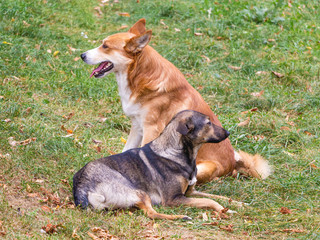 Two stray dogs lie in the park on the grass_