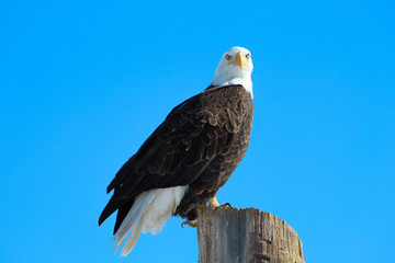 portrait of an eagle
