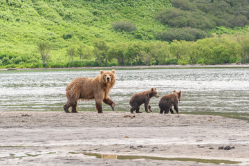 Ruling the landscape, brown bears of Kamchatka (Ursus arctos beringianus)