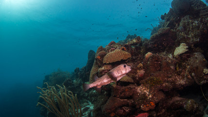 Naklejka na ściany i meble Igelfisch beim Tauchen im Korallenriff und Hintergrund Blauwasser