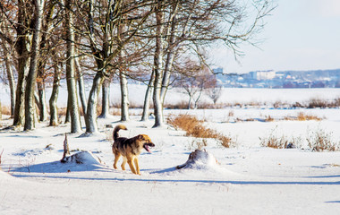 Dog walking in winter forest on a sunny day_