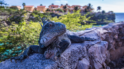 Ein großer Leguan posiert auf einer Mauer vor einem Restaurant auf Curacao in der Karibik