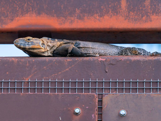 Large Desert Chuckwalla sitting on wall