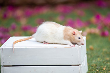 Pet rat in the garden