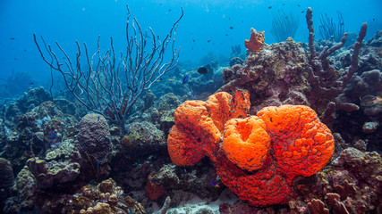Roter Schwamm im Korallenriff mit blauem Hintergrund