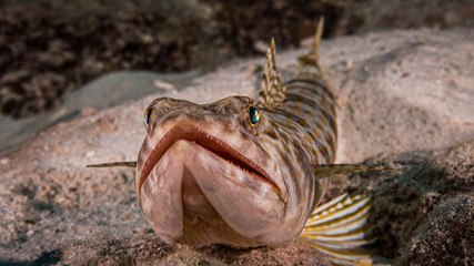 Eidechsenfisch in der Karibik