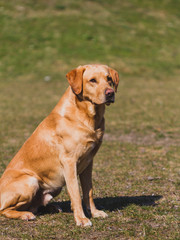 Ein Hund auf einer Wiese schaut in die Ferne. Retriever, 