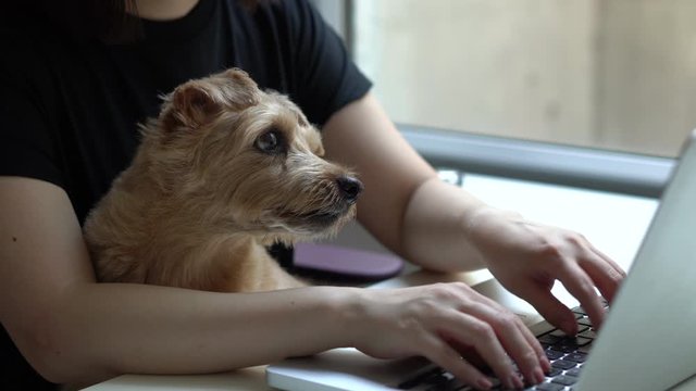Woman working on laptop computer with her Norfolk Terrier dog