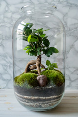 Small decoration plants in a glass bottle on a table in scandinavian interior/garden terrarium bottle/ forest in a jar. Terrarium jar with piece of forest with self ecosystem. Save the earth concept
