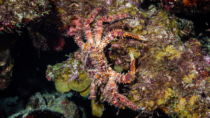 Fototapeta na wymiar Großer Krebs unterwasser in der Karibik
