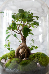 Small decoration plants in a glass bottle on a table in scandinavian interior/garden terrarium bottle/ forest in a jar. Terrarium jar with piece of forest with self ecosystem. Save the earth concept