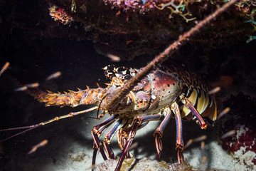 Hummer in Höhle in der Karibik