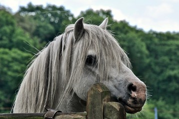 Naklejka premium portrait of a horse