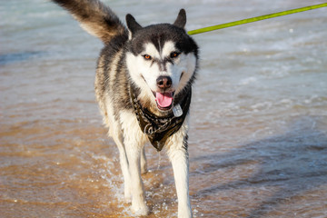 Black and white husky. Cheerful dog travels the world. Sea and botanical garden. Bulgaria.