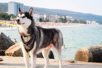 Black and white husky. Cheerful dog travels the world. Sea and botanical garden. Bulgaria.