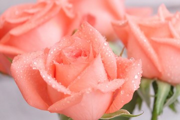 Close up sweet roses blossom with many droplets on corollas and white background