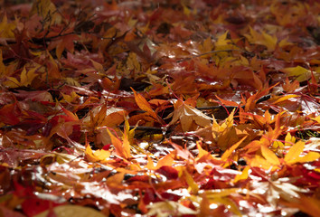 カラフルな紅葉のテクスチャ