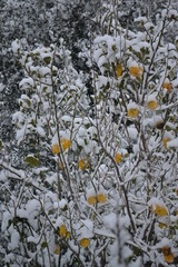 Limoni e Neve