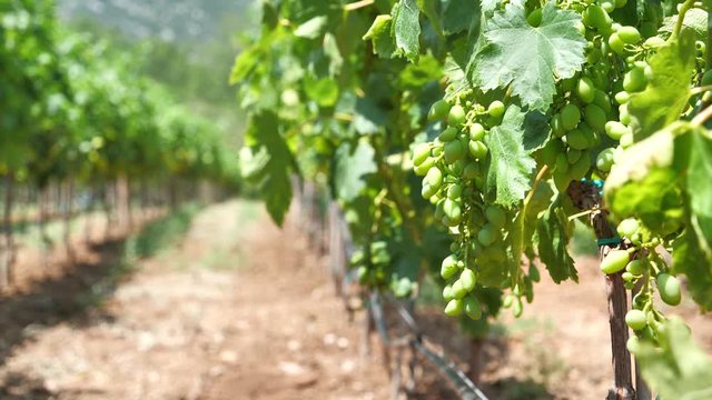 Vineyard, grape plantation in Bosnia and Herzegovina